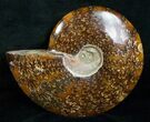 Wide Cleoniceras Ammonite - Madagascar #5247-2